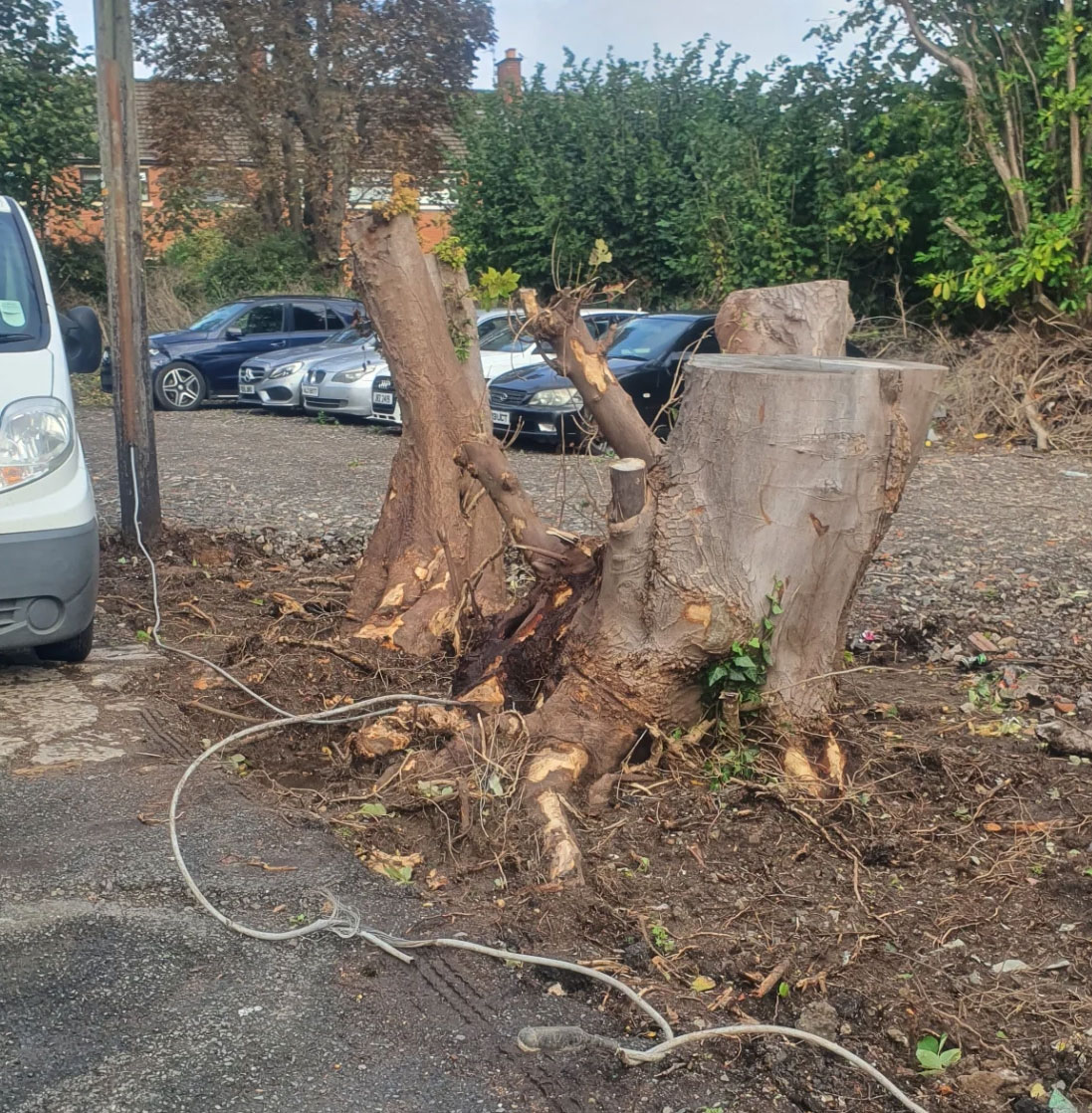 Large stump in car park