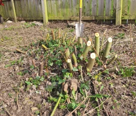 Many small stumps in garden with spade beside