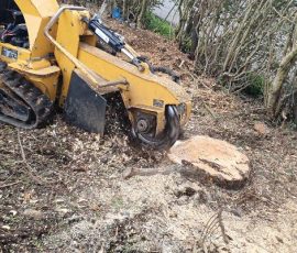 Tree stump being ground down