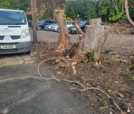 Large stump in car park