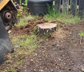 Stump beside stump grinder