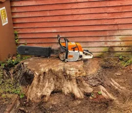 Chainsaw on tree stump beside bins