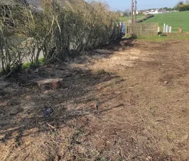 Filed with hedges and tree stumps that have been ground down